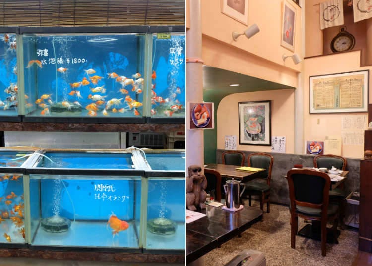 金魚坂：色とりどりの金魚を観賞できるカフェ