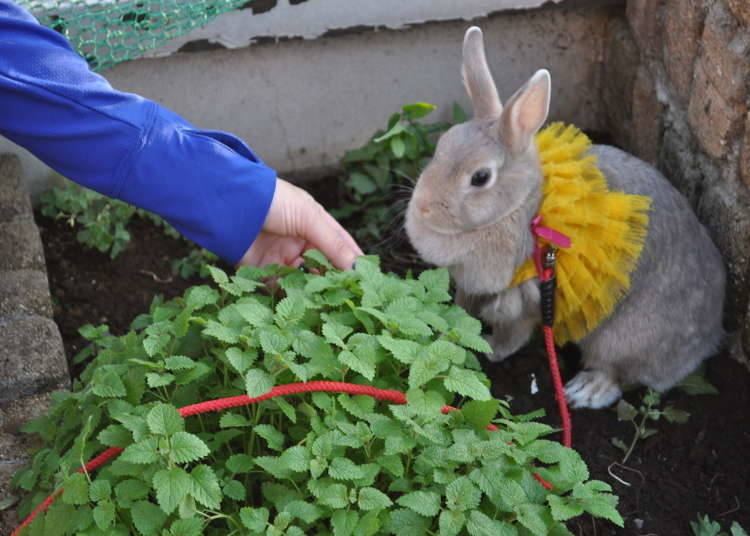 Bunny’s Theme Park Hutch 浅草：浅草を眼下に屋上でウサギと遊ぼう！