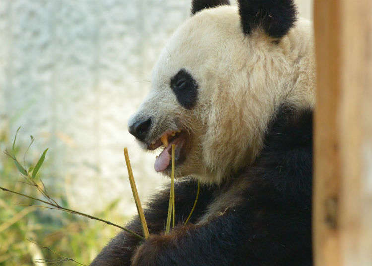 Ueno Zoo
