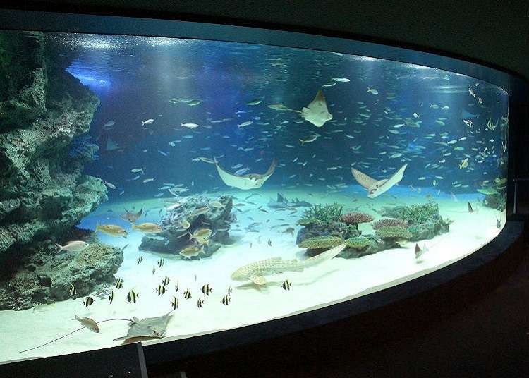 Tempat Melihat Atraksi Ikan, Singa laut, dan Lainnya