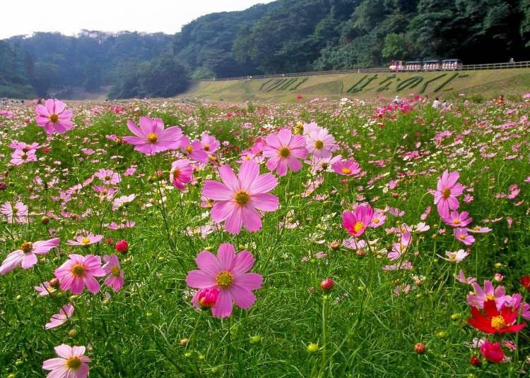 5. Yokosuka Kurihama Flower Park: Home to a million flowers, Godzilla, and more!