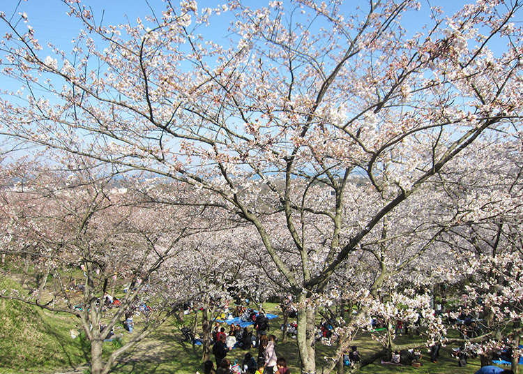 Sebuah taman yang menawarkan tempat bersejarah, bunga sakura dan pandangan Yokosuka