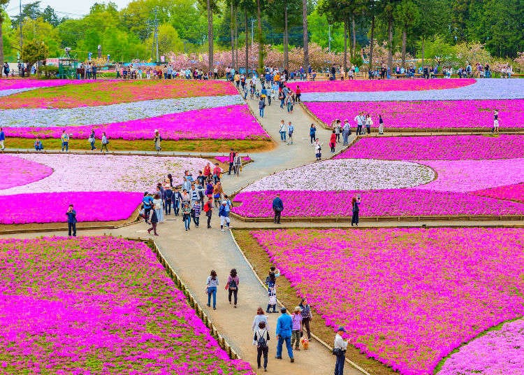 Terharu dengan karpet bunga merah jambu! Berjalan-jalan di "Chichibu" sambil melihat "shibazakura" (moss phlox, sejenis bunga bersaiz kecil kira-kira 15cm yang ditanam meliputi kawasan yang luas)