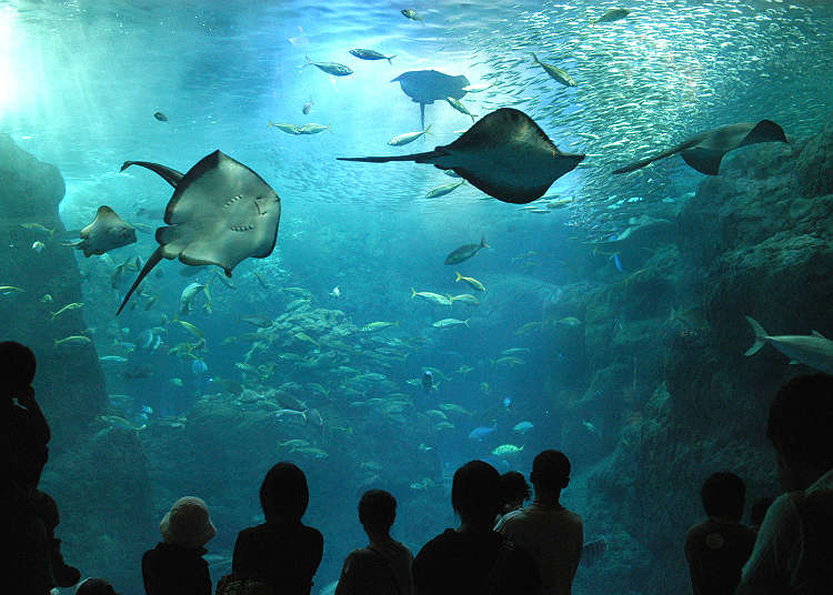 Enoshima Aquarium is a Popular Relaxation Spot