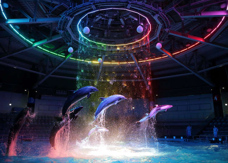 Watch an Impressive Dolphin Performance