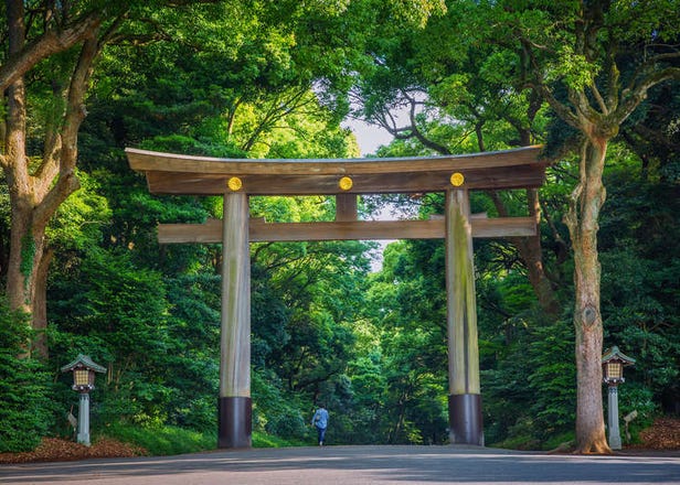 Menyusuri hutan di Meiji-jingu, habitat kepada 3000 spesies flora dan fauna