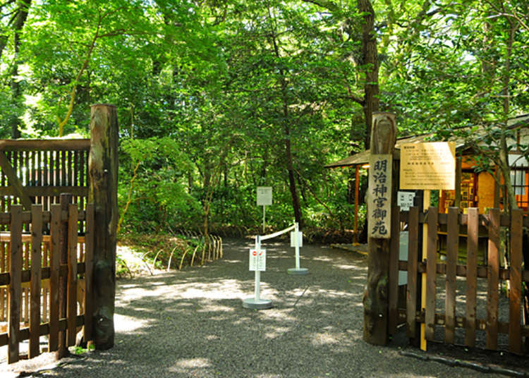 The Enchanting Meiji Jingu Gardens