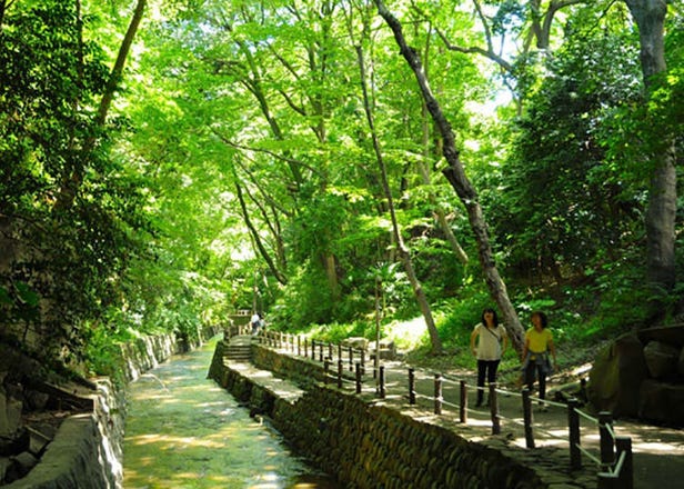 Tokyo Outdoors: Relax at Todoroki Keikoku Ravine, a Nature-Lover's Paradise