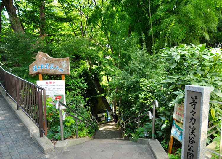 Tokyo's Only Ravine, a Rare Natural Spot