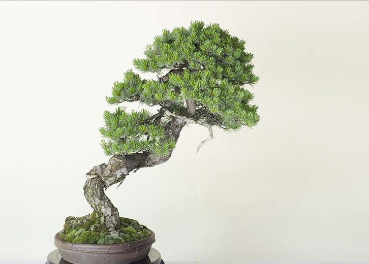 "Bonsai" kecantikan abadi