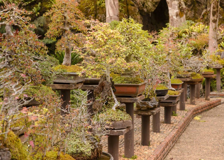 Roots of bonsai: A long history