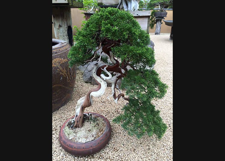 Menjadikan bonsai daripada pokok