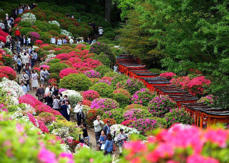 Bunkyo Azalea Festival 2019