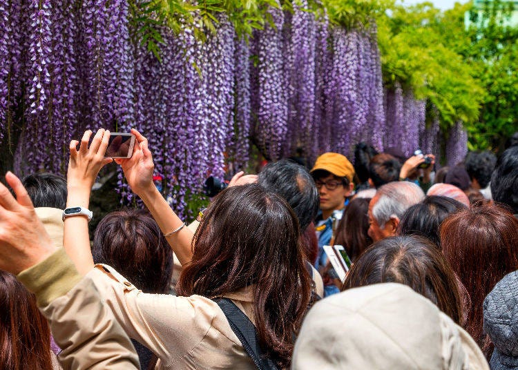 Kameido Tenjin Shrine Fuji (Wisteria) Festival 2019