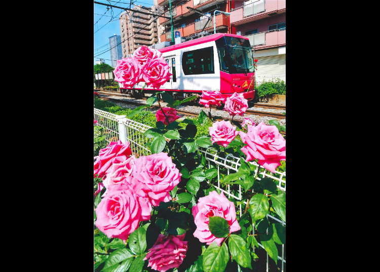 Pesta bunga ros (Festival of Rose) di Otsuka