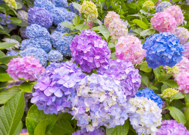 일본 여름여행중 볼 수 있는 수국(아지사이)와 꽃창포(노하나쇼부)