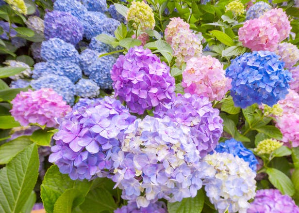 일본 여름여행중 볼 수 있는 수국(아지사이)와 꽃창포(노하나쇼부)