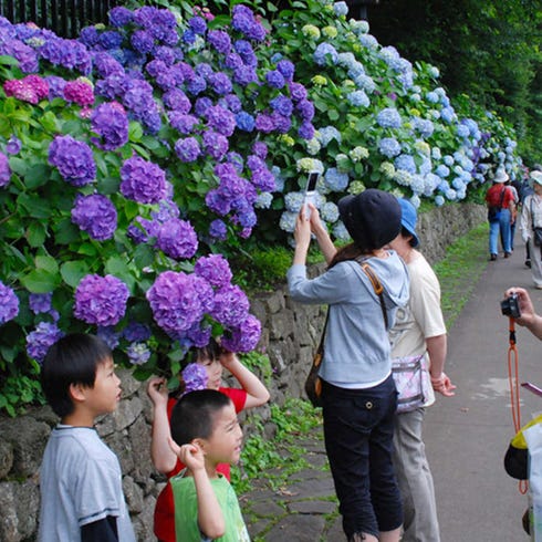 Tokyo Flower Guide Top 5 Spots To Enjoy Japanese Flowers In June 21 Live Japan Travel Guide