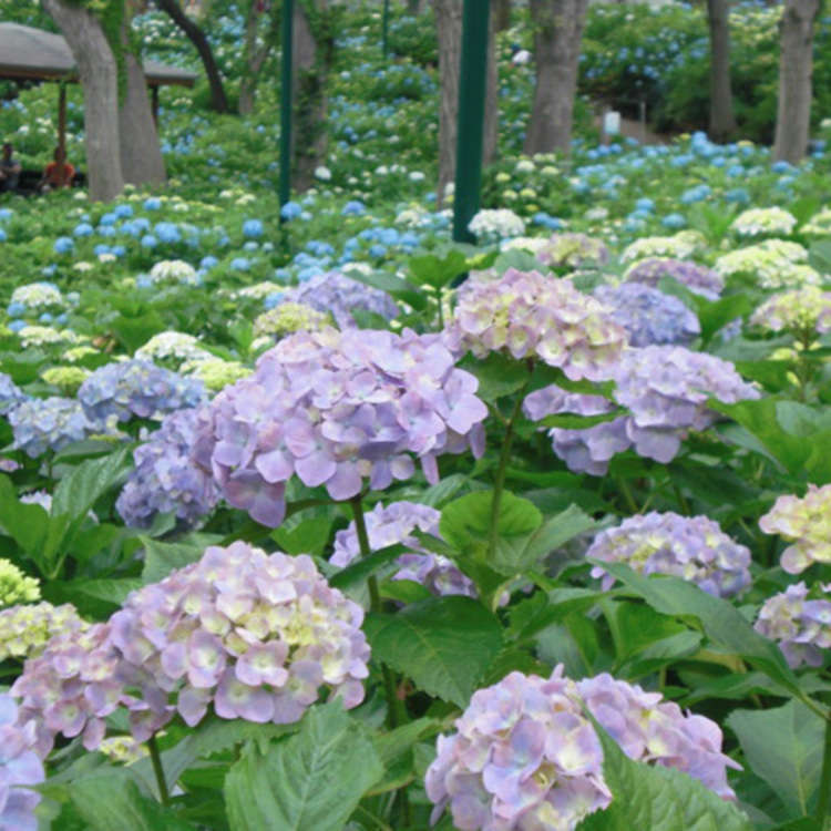 2. Shinobazu Pond (Ueno Park)