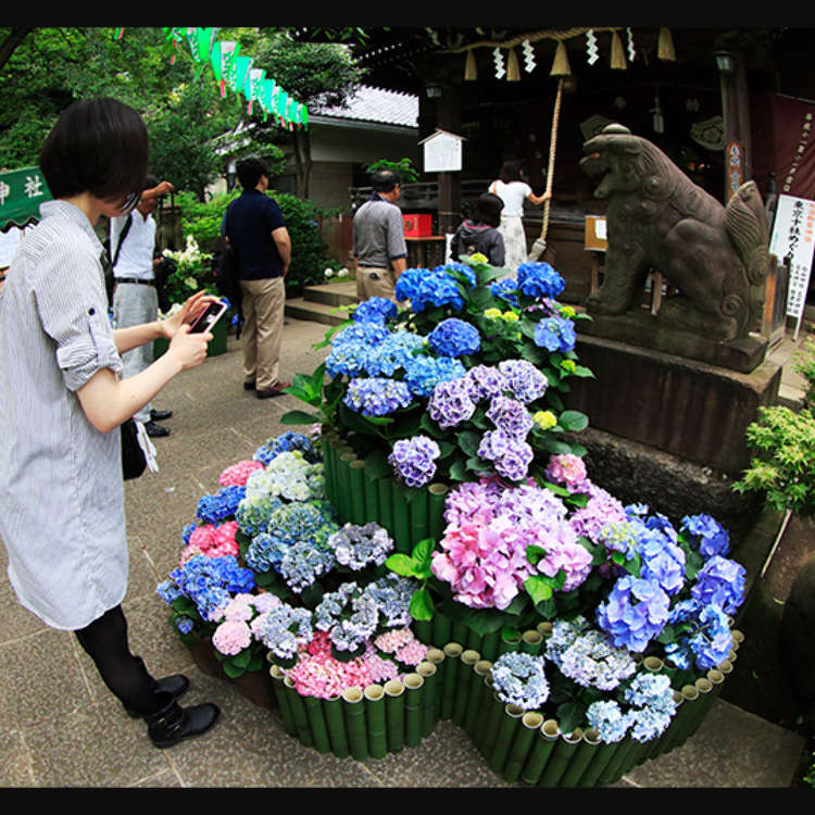 Photo: Bunkyo-ku Tourism Organization