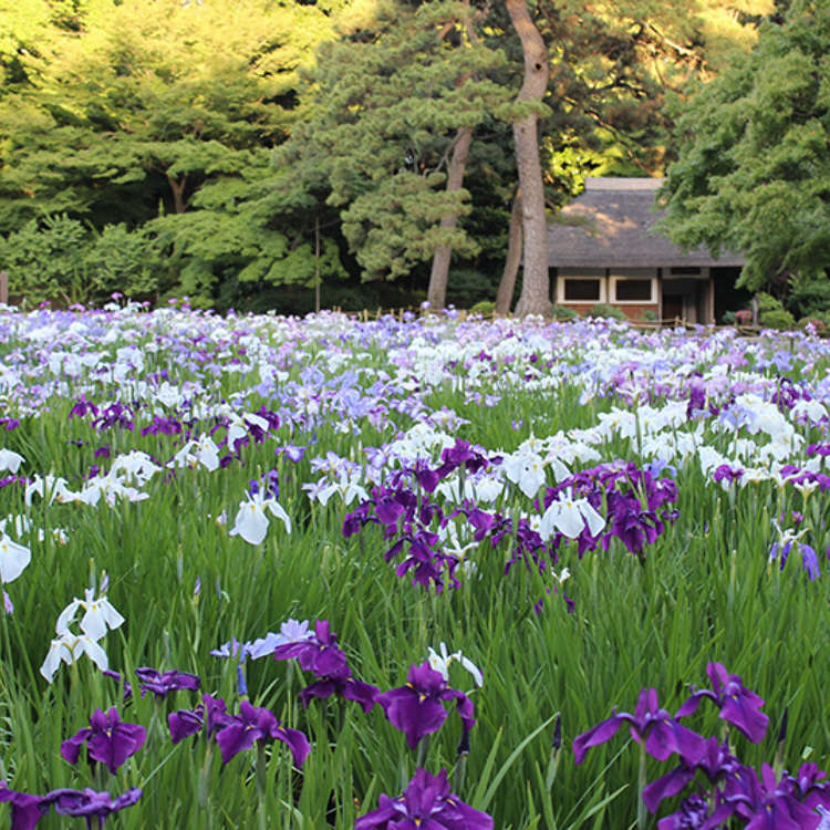 4. Koishikawa Kōrakuen Gardens
