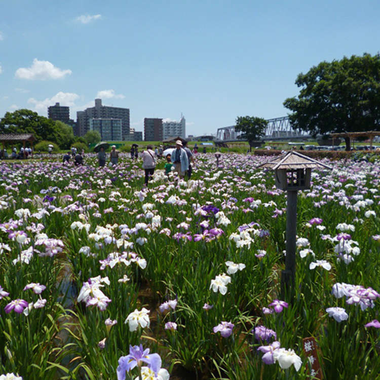 5. Koiwa Iris Garden