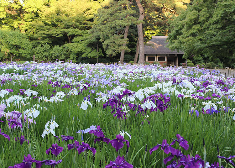 Koshikawa Korakuaen Garden
