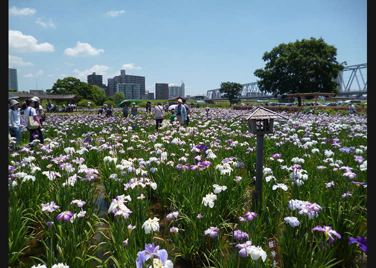 小岩菖蒲園