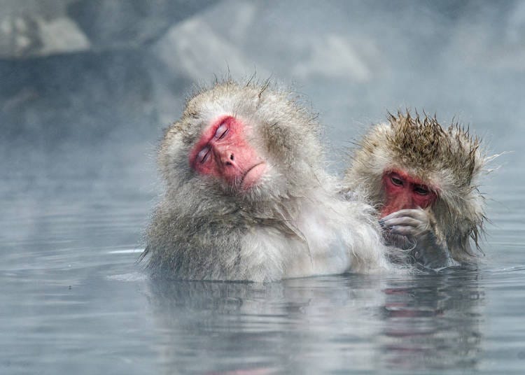 산지가 많은 일본