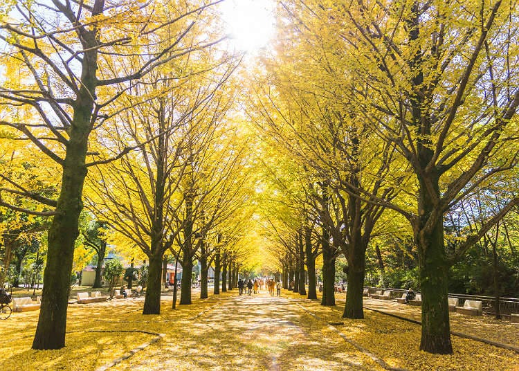What's Japan Like in Autumn?