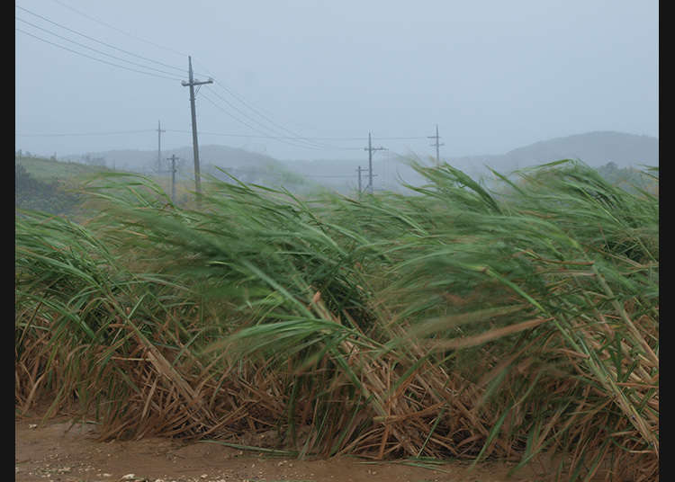 What to Do When a Typhoon Approaches