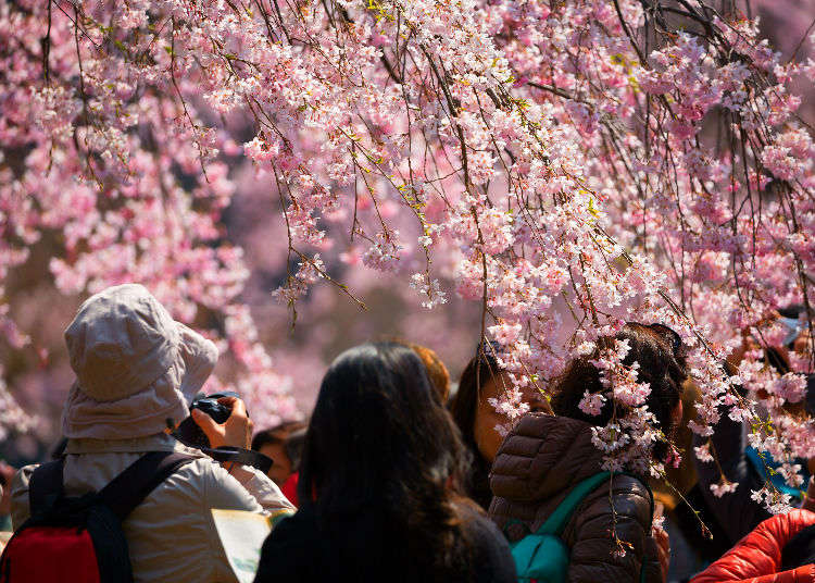 Seasons, Typhoons, and More! 9 Curious Facts about Japan's Climate!