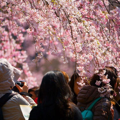 live japan