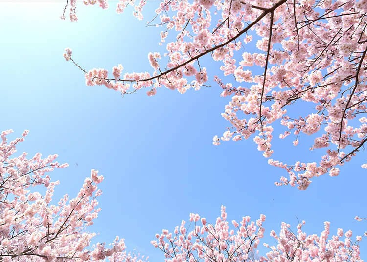 일본의 독자적인 일기 예보 '벚꽃 전선'이란?