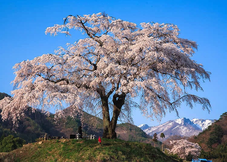 季節ごとに変化する絶景