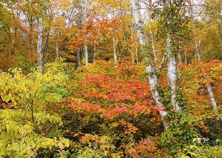 Japan: the country of woodlands