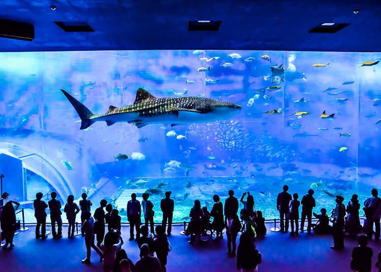 Aquarium with giant tanks