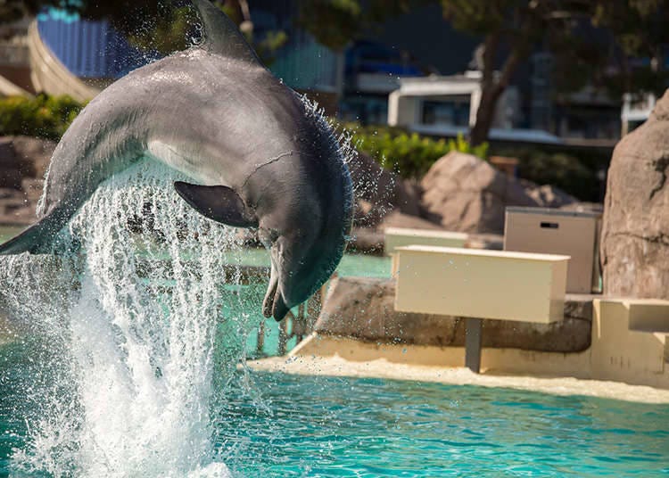 Performances of dolphins and seals can be seen