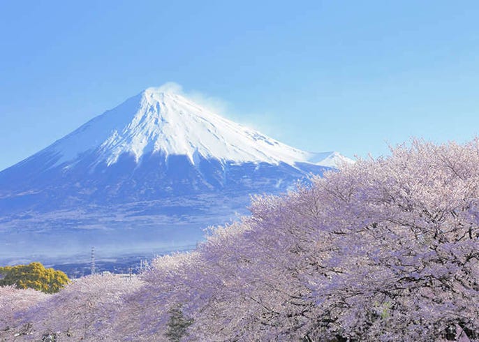 春 Live Japan 日本の旅行 観光 体験ガイド