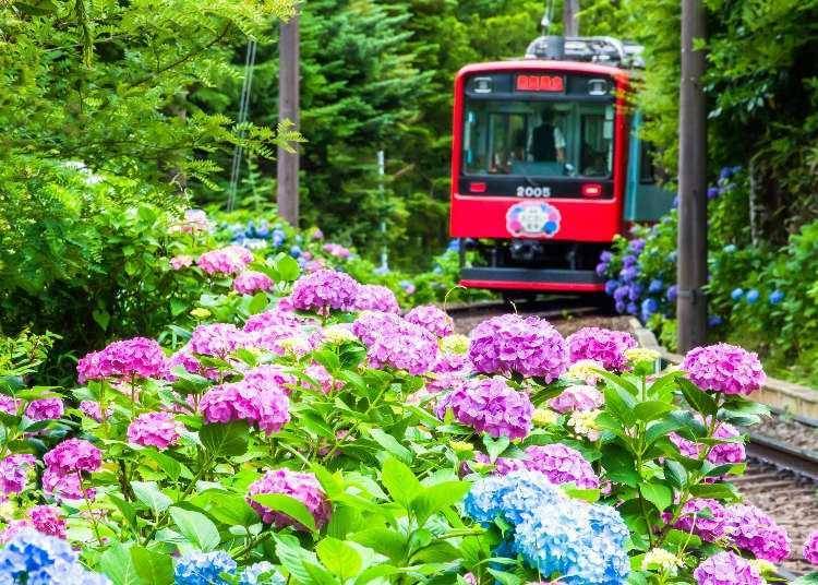 季節の花々を楽しもう