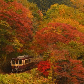 Autumn Maple Leaves Sightseeing Day Tour from Tokyo
(Image: Klook)