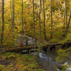 Aomori Autumn Day Tour: Oirase Gorge, Lake Towada, Hirosaki Park and Neputa Village
(Image: KKday)