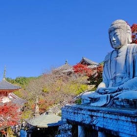 Autumn Leaves Buddha and Mt.Yoshino with Orange Picking Tour (Osaka Departure)
Details & Bookings ▶
(Image: Klook)