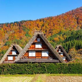 Hakusan Shirakawa-go White Road & Shirakawago One-day UNESCO site & Autumn Tour
Details & Bookings ▶
(Image: Klook)