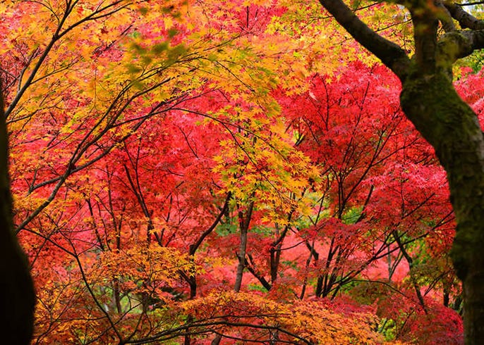 Musim Luruh Live Japan Jepun Travel Dan Pelancongan Dan Panduan Pengalaman