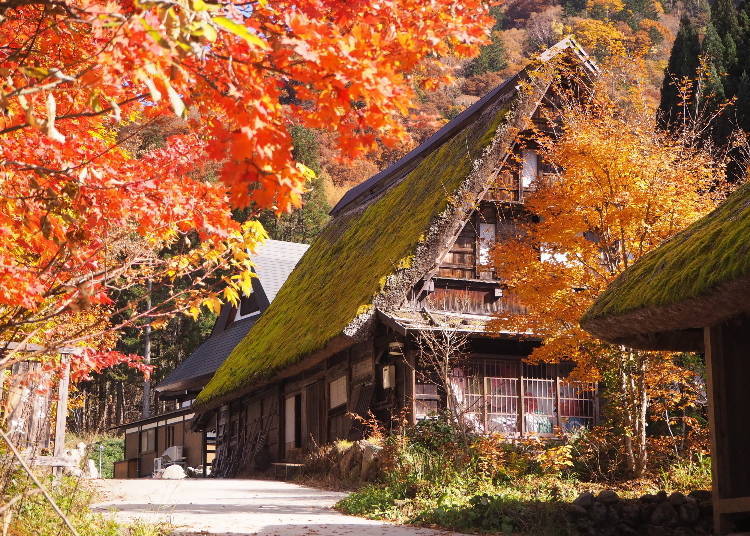 Kawasan tradisional seperti Shirakawago di Gifu sangat popular pada musim luruh. (Foto: PIXTA)
