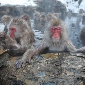 Snow Monkey Tour from Tokyo with Beef Sukiyaki Lunch
Image: KLOOK