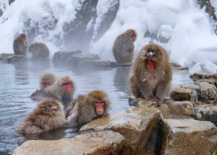 Monkeys around the Jigokudani Monkey Park (Photo: PIXTA)