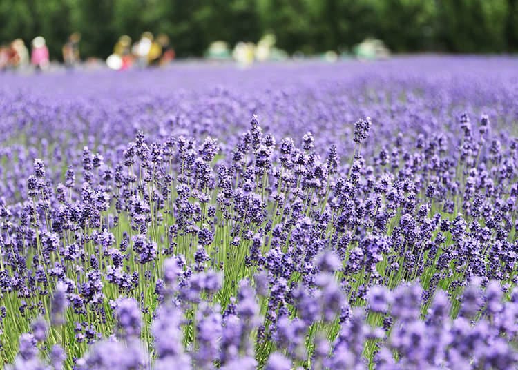 Flower Fields