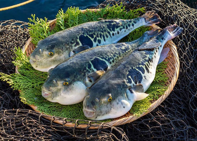 Fugu Dining: Japan's Famous Potentially Deadly Poisonous Fish (Or Is It  Really?) | LIVE JAPAN travel guide